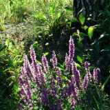 DSCF7271