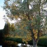 DSCF7275