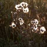 DSCF7281