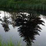 DSCF7287