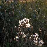 DSCF7293