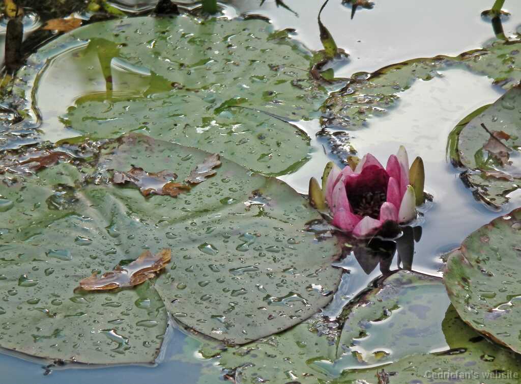 DSCF8336