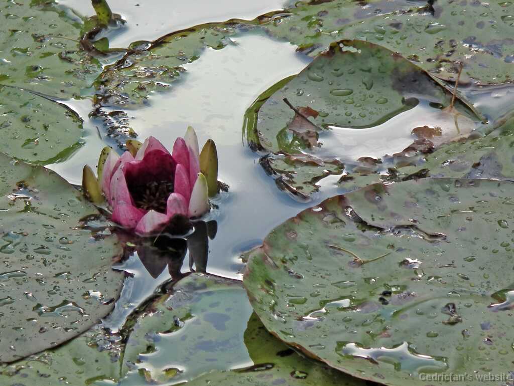 DSCF8337