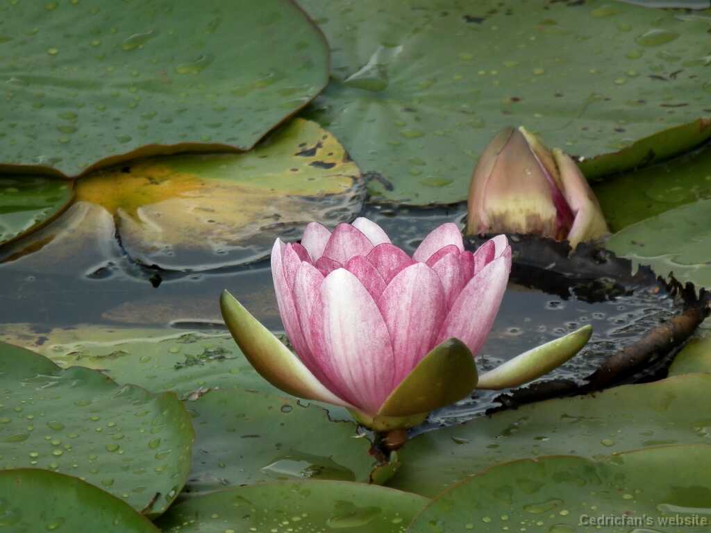 DSCF8346
