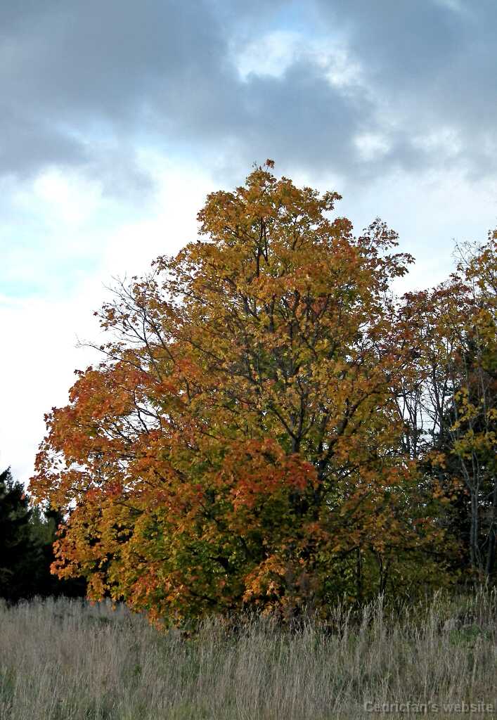 DSCF8368