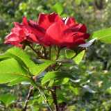 DSCF8333