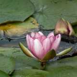DSCF8346