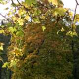 DSCF8360
