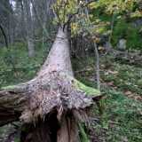 DSCF8369