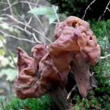 DSCF8374