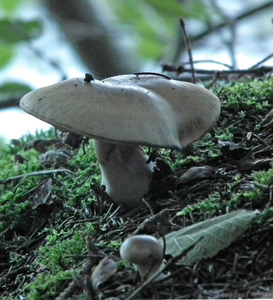 DSCF8278