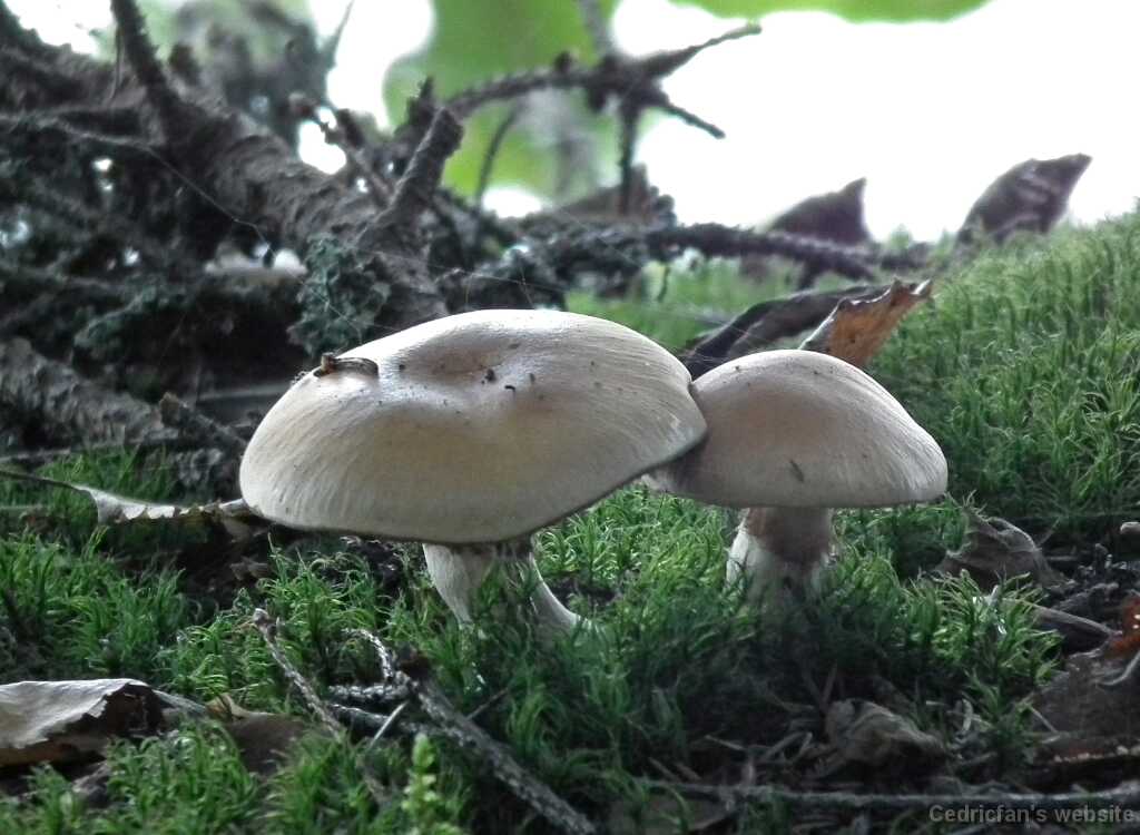 DSCF8281