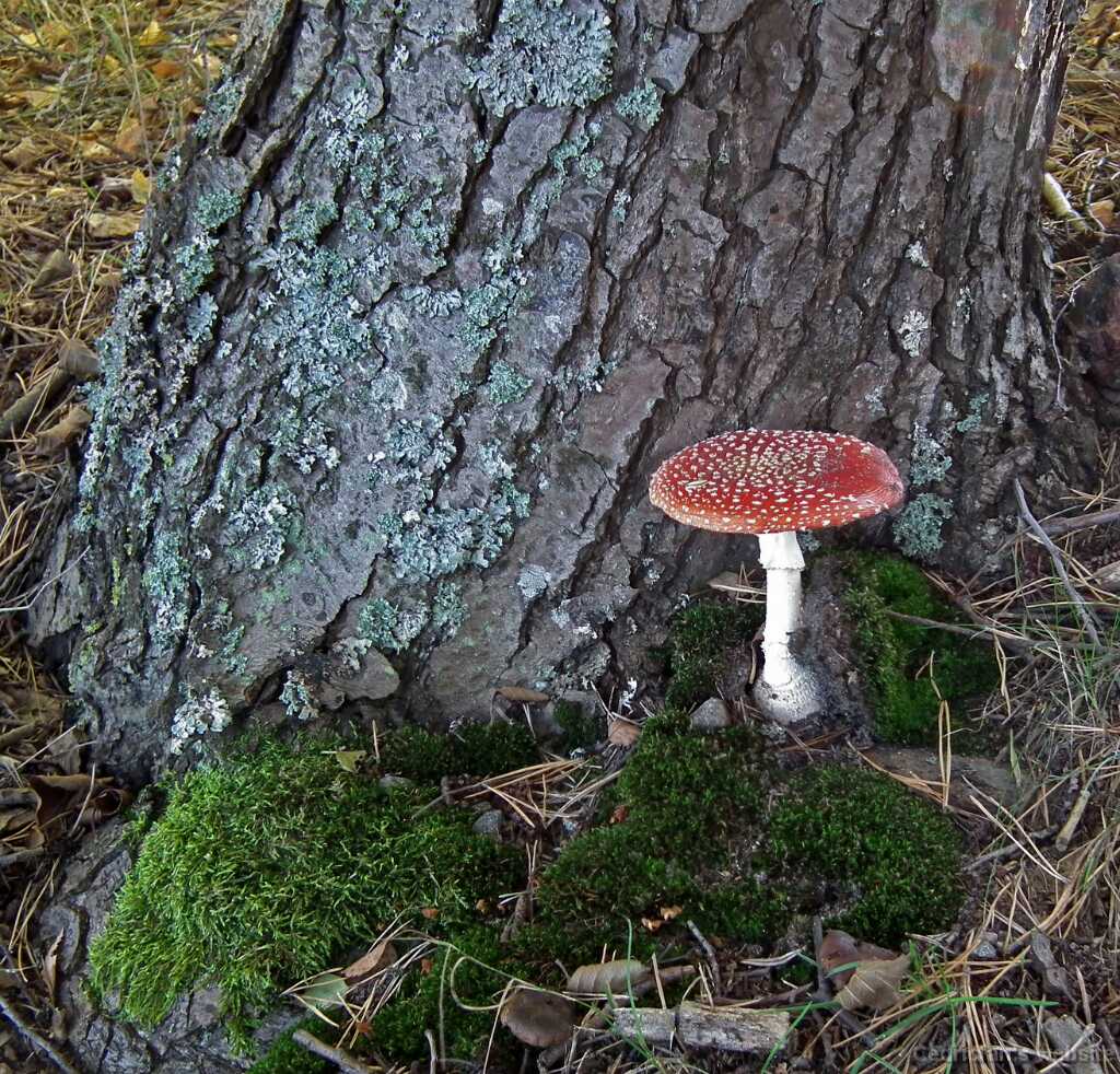 DSCF8286