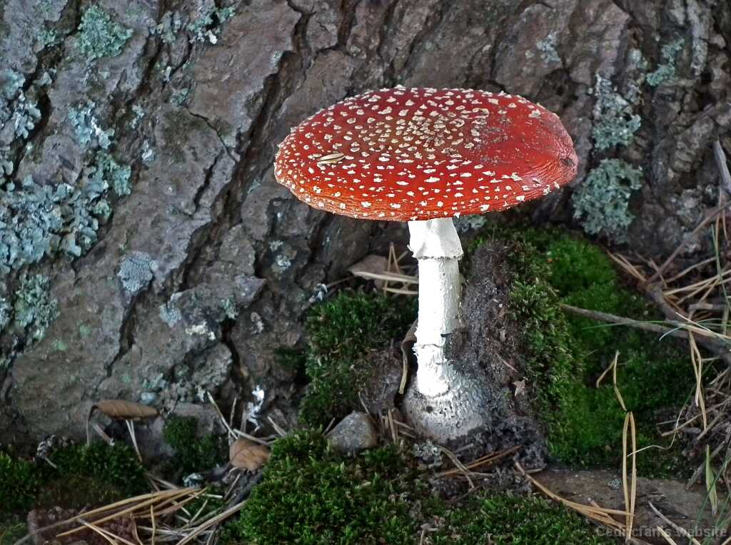 DSCF8288