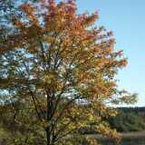 DSCF8274