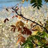 DSCF8275