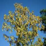 DSCF8276