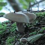 DSCF8278