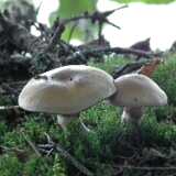 DSCF8281