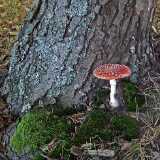 DSCF8286