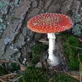 DSCF8288