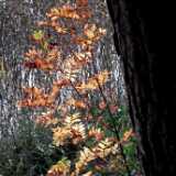 DSCF8293