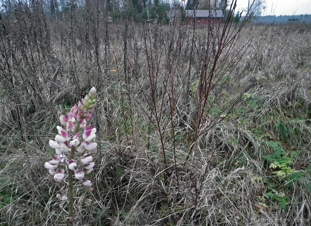 DSCF8458