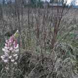 DSCF8458