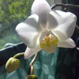 orkidea