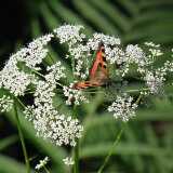 11 07 Brinkhall manor and nature