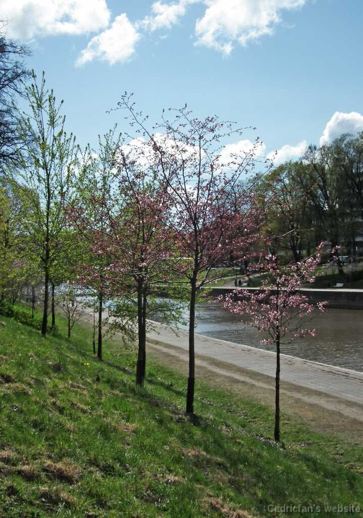 DSCF3393