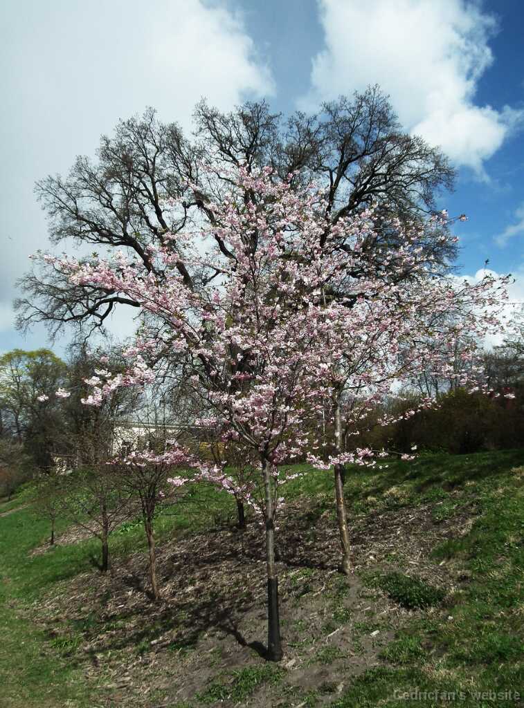 DSCF3409