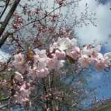DSCF3398