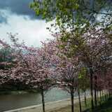 DSCF3415