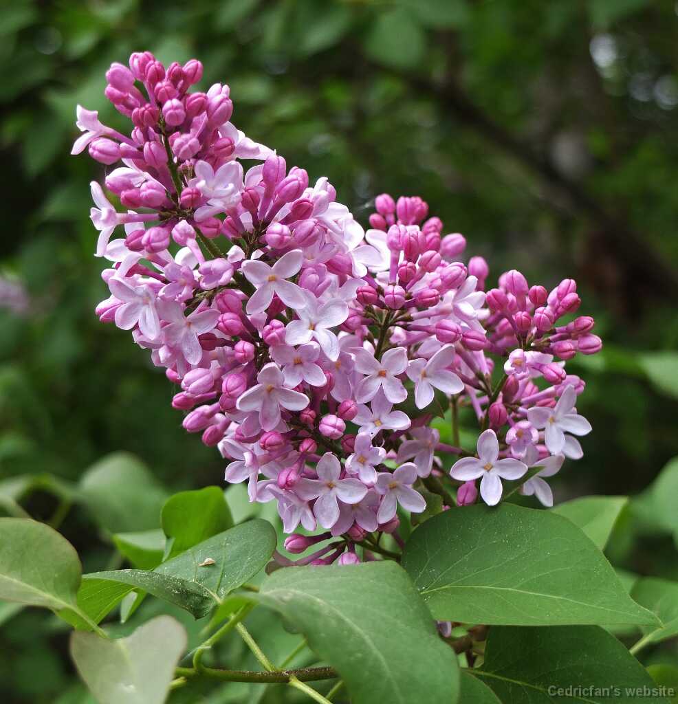 DSCF3747