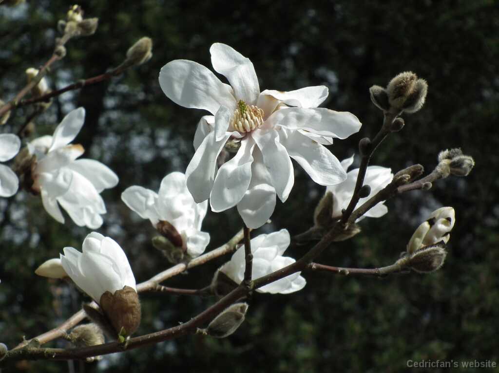 DSCF3424