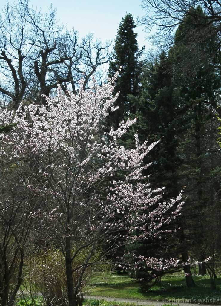 DSCF3431
