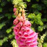 DSCF3903