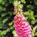 DSCF3905