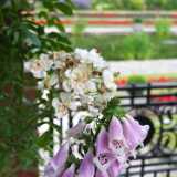 DSCF3892