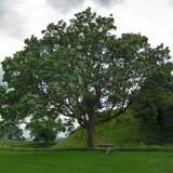 DSCF4226