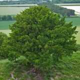 DSCF4263