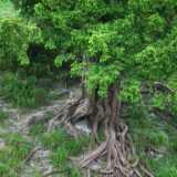 DSCF4264