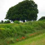 DSCF4219