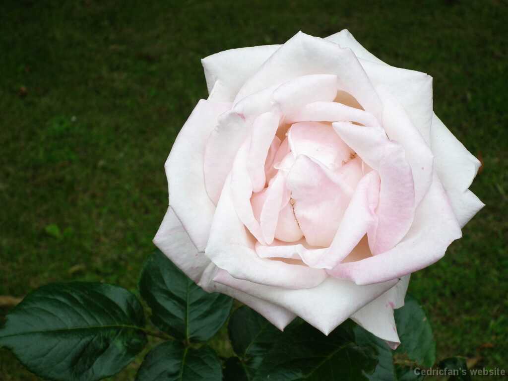 DSCF4167