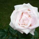 DSCF4167