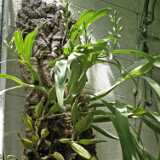 DSCF4474