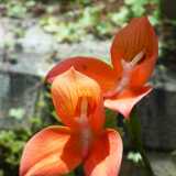 DSCF4476