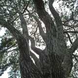 DSCF4478