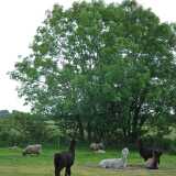 5 New Forest scenes
